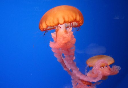 Jellyfish at Mall of America