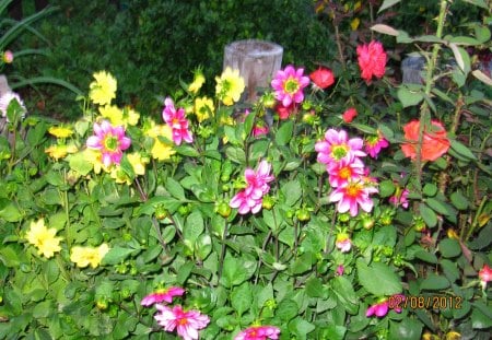 look at me - night, colors, flowers, garden