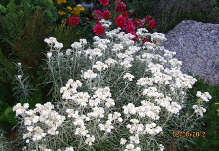 yours - flowers, colors, night, garden