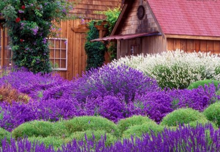 A cottage for Jean - white, purple, flowers, lavender, cottage, yard, green