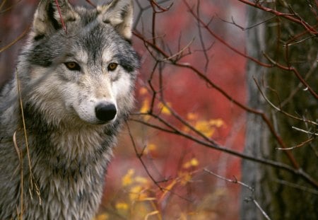 Wolf - animal, wolf, forest, beautiful