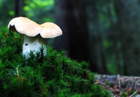 Lonely Mushroom - forest, fungi, lonely, mushroom, nature