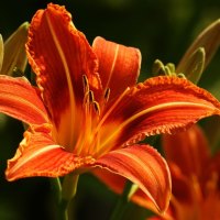 Orange Lilly