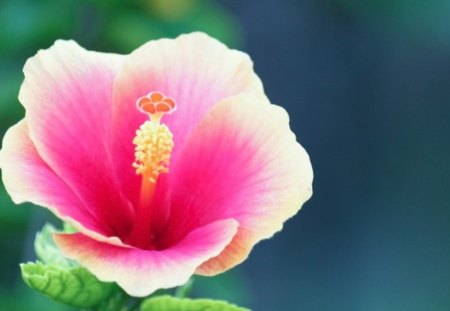 Flower - leaf, flower, pink, nature