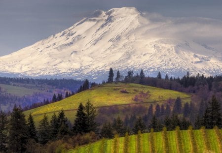 Russia, Caucasus - clouds, russia, trees, russis, snow, kcr, mount, elbrus, caucasus, cbd, peak, meadows, sky, woods