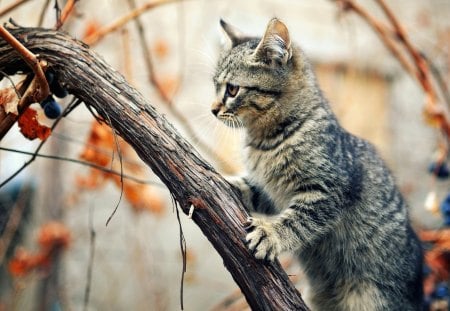 Cat on a tree - animal, tree, cat, kitten