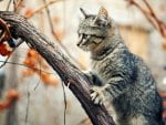 Cat on a tree