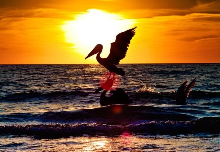 wonderful pelican sunset - pelicans, sunset, sea, waves