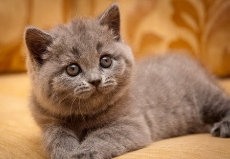 British kitty - cat, adorable, fluffy, kitty, kiten, rest, british, sweet, look, cute