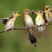 Bird Feeding Babies