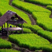 Rice Field