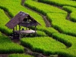 Rice Field