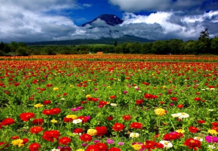 Field of flowers - meadow, beautiful, flowers, sky, nice, clouds, lovely, field, floral, nature, mountain, colorful