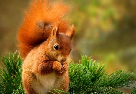 Squirrel with a bushy tail - tail, squirrel, boron, adorable, pine, summer, playing, lovely, bushy, sweet, tree, cute