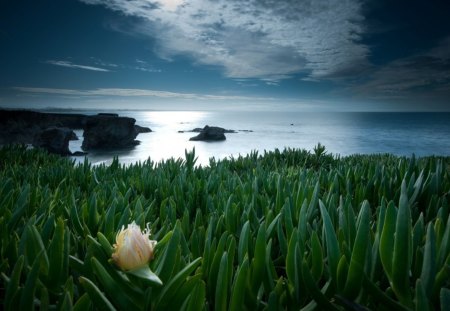 flowers to the sea - flowers, moon, clouds, coast