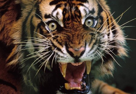 Psycho Tiger - tigers, roaring tiger, psycho tiger, snarling tiger