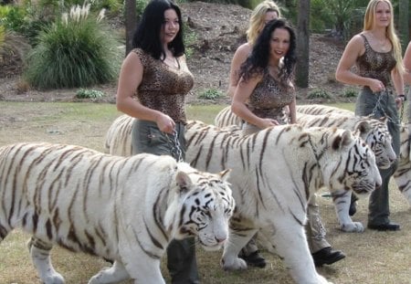 Ladies & Tigers - ladies and tigers, women and tigers, tigers, white tigers