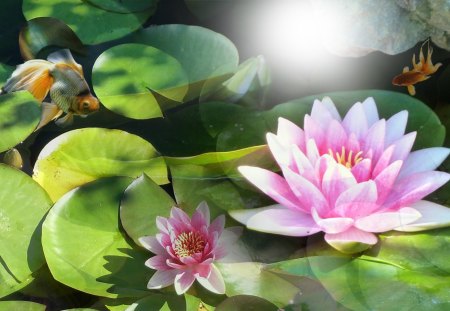 Sunshine on Water Lily - lotus, water, summer, pond, sunshine, spring, lily, fresh, nature, pool, underwater, lake, fish