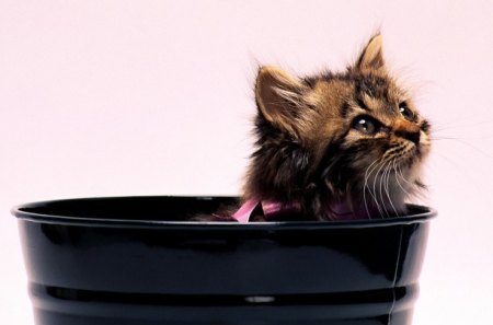 BUCKET full of SWEETNESS - cat, looking, bucket, animal, cute, kitten