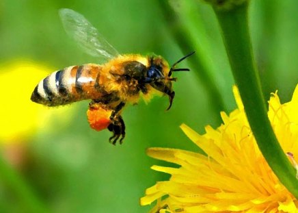 yeast honey bee - honey, bee, yeast