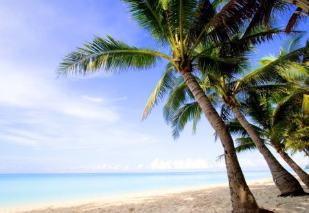 Beautiful Place for me - sky, blue, beautiful, palms, place