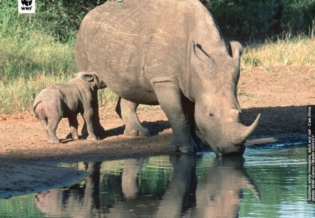 Rhino: World Wildlife Fund - wwf, rhino, world wildlife fund, wildlife