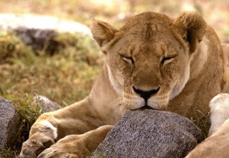 Lion Of The Serengeti - the serengeti, african lion, lion of the serengeti, serengeti lions