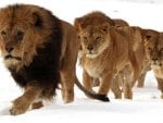 Lion Pride In The Snow