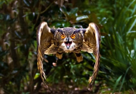 IM COMEN AT YOU - owl, mean, barn, flight