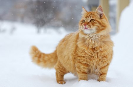 BIG GIRLS ARE BEAUTIFUL - pets, pretty, winter, ginger, snow, tabby, felines, cats, animals