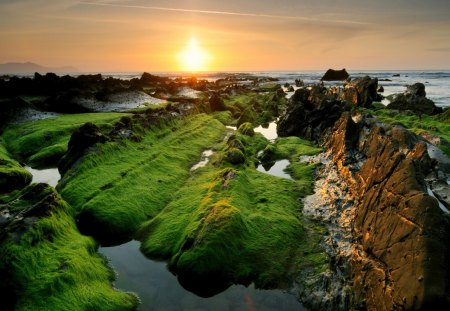 wild seacoast at sunset - moss, rocks, coast, sunset, sea