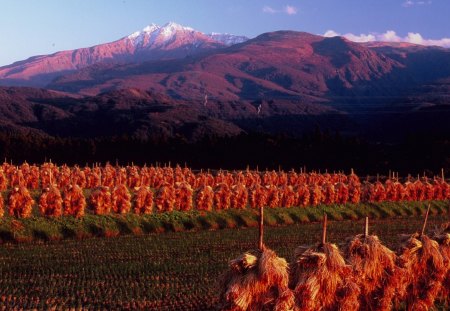 fields by a mountain - crops, sundown, mountains, fields