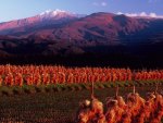 fields by a mountain