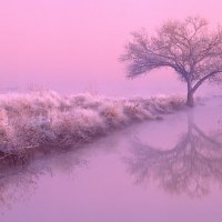 wondrous pink landscape