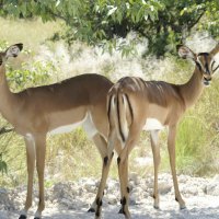 Etosha National Park