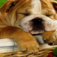 very sleepy and very cute