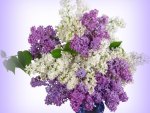 Lilacs white and mauve