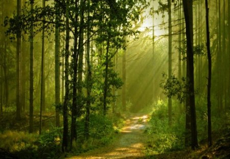 Emerald morn - forest, path, sunlight, rays, trees, green