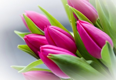 From buds to blooms - buds, pink, tulips, green, flowers