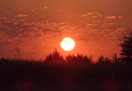 Morning Sky - sky, clouds, trees, sun, sunrise