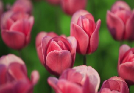 Rosy Tulips - nature, tulips, flowers, spring