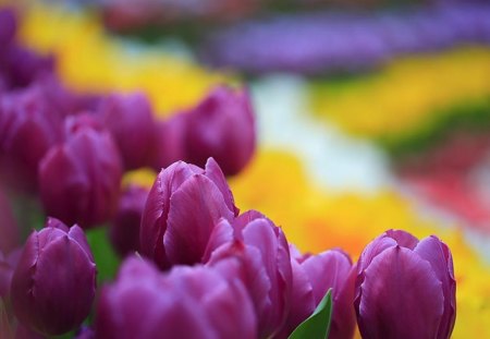 Rainbow of Tulips - flowers, spring, nature, tulips