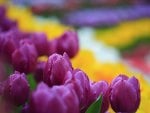 Rainbow of Tulips