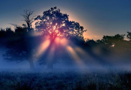 Rays of Sun - forest, nature, ray, sun