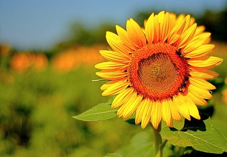 Sweet nectar♥ - warmth, summer, vivid yellow, magnificent, sunflower, sunny day, always, forever, fields, sunshine, love, sweet, fall, nature, annie, bright, nectar, positive energy