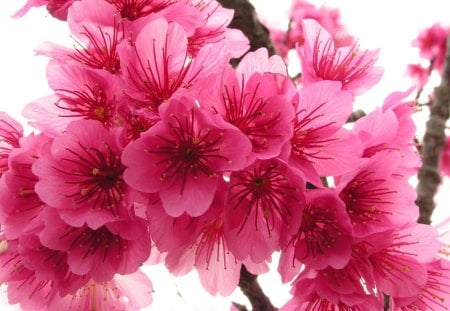 Cherry in Full Blossoms - cherryblossom, nice, nature, pink, great, flowers, lovely, spring