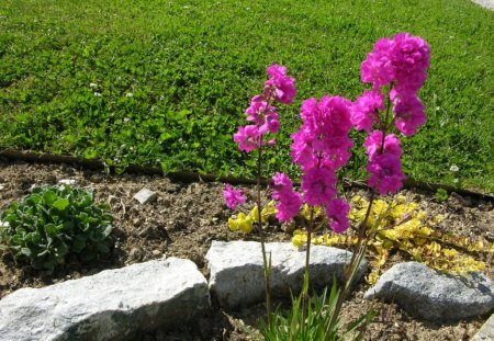 Flowers - macro, flowers, nature, pink