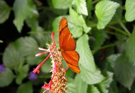 Butterfly - butterfly, insects, animals, green leaves, flowers