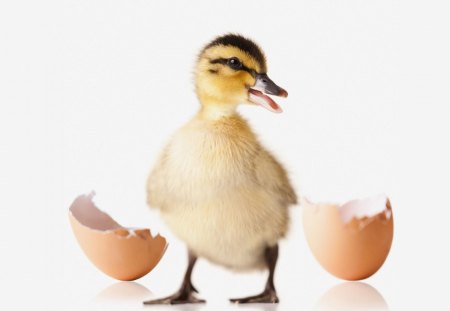 Hello.... - animal, duck, duckling, egg