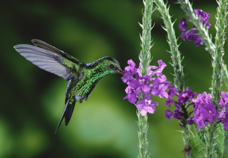 Honey-Sucker - nature, flowers, animals, birds